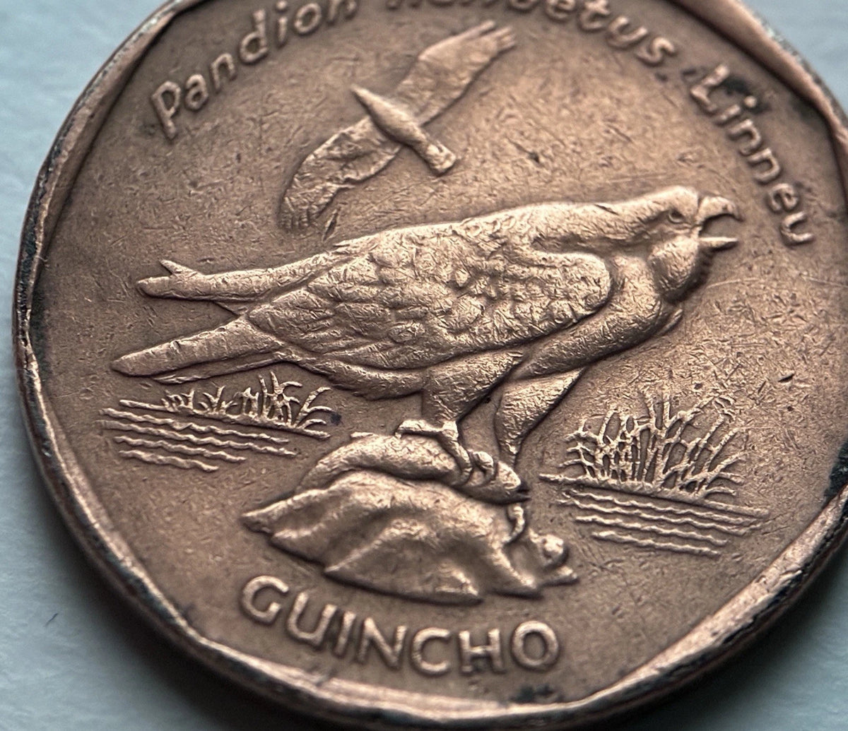 5 Escudos 1994 | Kap Verde | Fischadler / Guincho | Kupferplattierter Stahl Münze